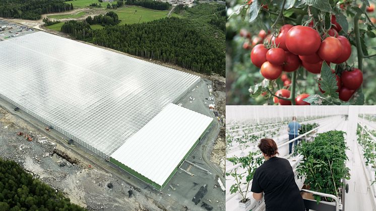 Spillvärme och gröna investeringar driver framtidens odlingar