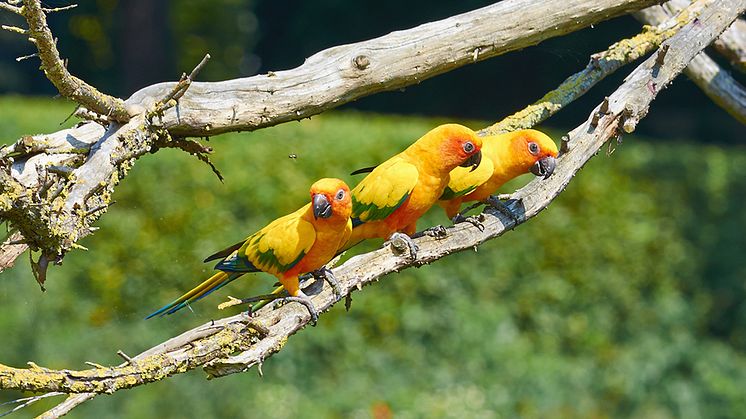 Solparakiter. Foto: iStock.com/tatianaput