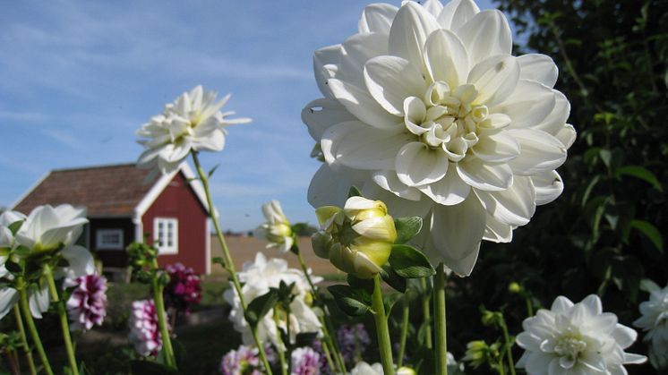 Dét skal du plante i sommerhushaven