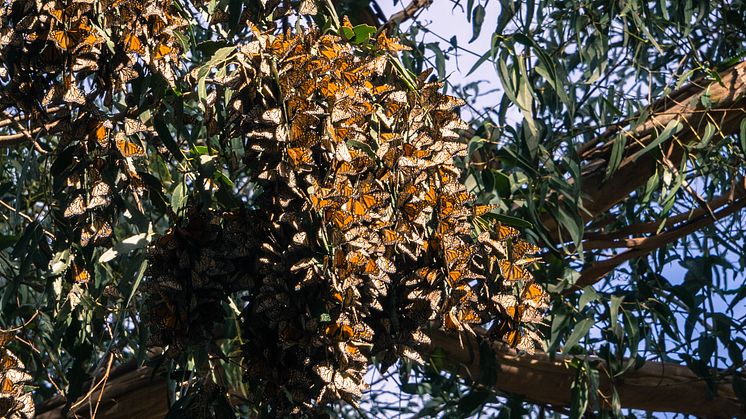 Large Monarch Butterfly Cluster