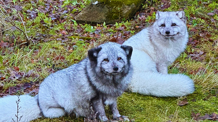 Fjällrävarna Rex och Mei på Skånes Djurpark. Mei är honan till höger i bild.