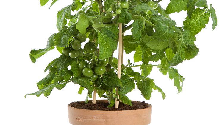 Körsbärstomat Cherry Tomato 