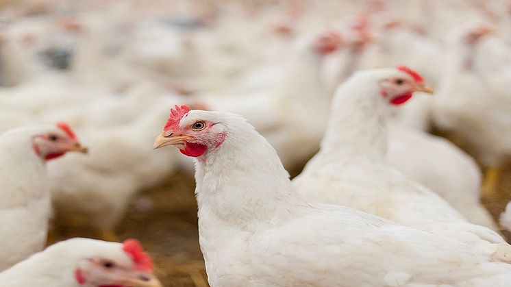 Nestlé vauhdittaa kanojen hyvinvoinnin ohjelmaansa Euroopassa