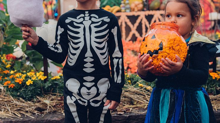 Nu förvandlas Skara Sommarland till Scary Sommarland