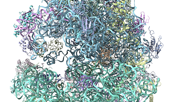 Giardia ribosome