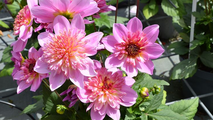 Årets Victoriadahlia 2025 - ’Starburst Pink’
- en Anemonblommig Sommardahlia som det påtagligt sprakar om.