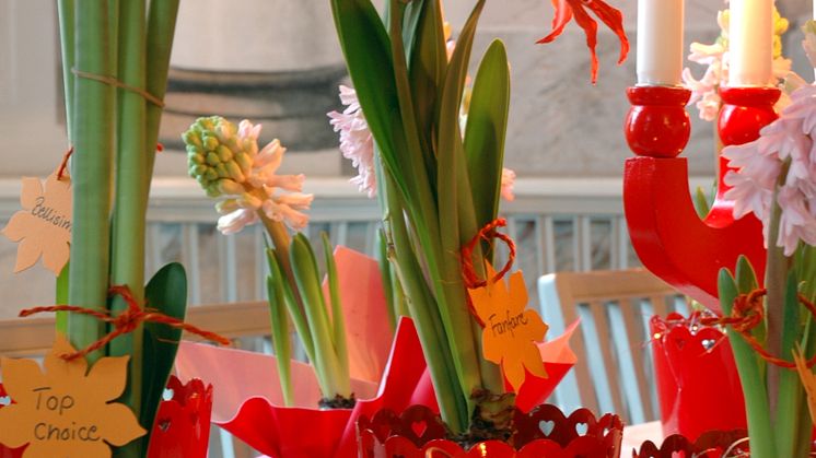 Amaryllis - en av de sju som ger en fröjdefull jul