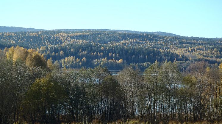 Det är tveksamt om begreppet ekosystemtjänster ger någon konkret vägledning för en skogsägare, enligt rapporten "Ekosystemtjänster. Om äpplen och päron i skogen" (KSLAT 4-2019). Foto: Ylva Nordin.