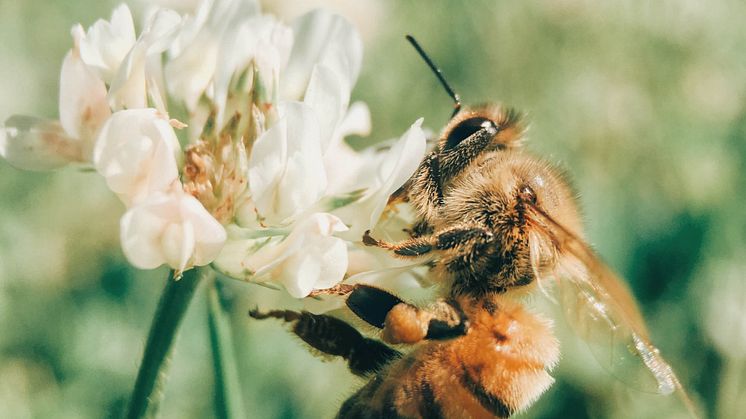 Biet pollinerar och HealthTextiles leder vägen för miljövänligare textilindustri med fokus på hållbarhet.