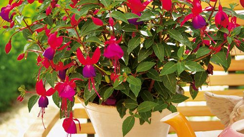 Fuchsia  – mycket lön för liten möda 