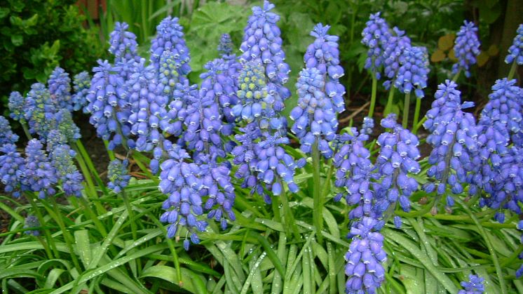 Vårblomstene trives best i kompostbasert jord. Foto: Høst verdien i avfall AS