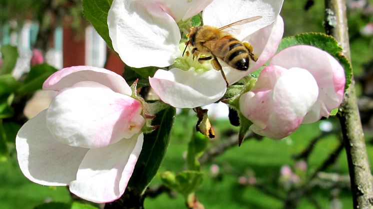 bin pollinerar äppelblomma