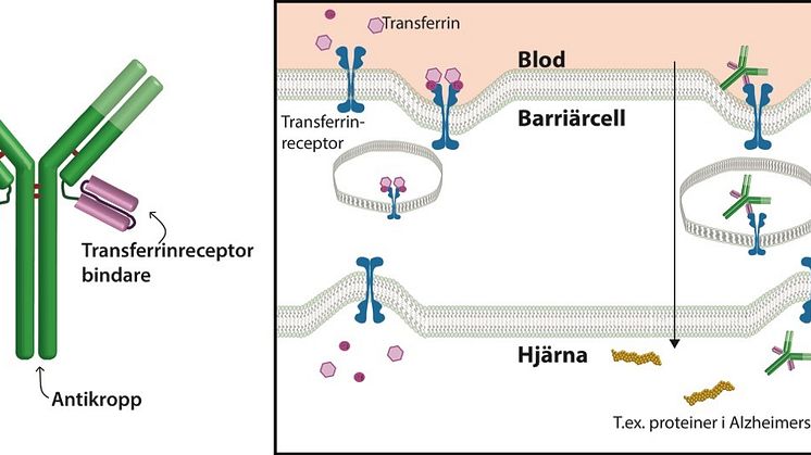 Passing through the blood-brain barrier
