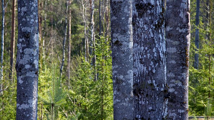 Spara asp så sparas många arter