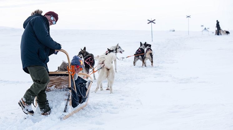 Hundspann på fjället