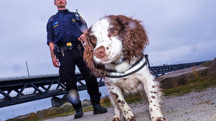 Årets narkotikasökhund Zak tillsammans med sin förare Niklas Delin med Öresundsbron i bakgrunden. Foto: Anders Roos 