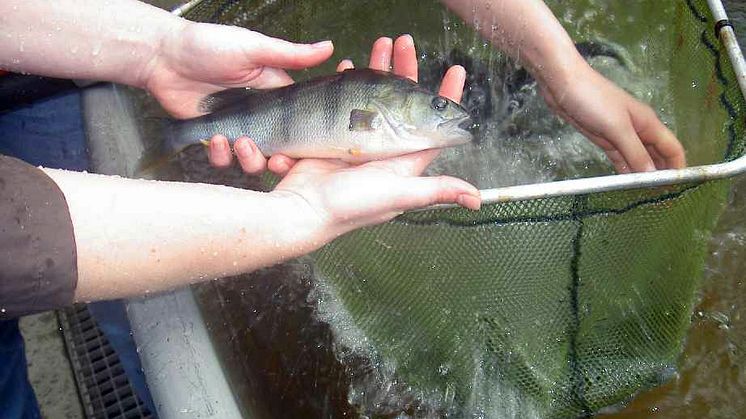 Framtidens fisk kan odlas på pappersbruk
