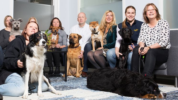 Några av Svelands fyrfota medarbetare; från vänster Nissa, Mex, Manfred, Tubbe, Kito, Zorro och Jackie.