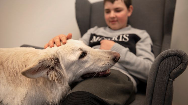 Dis är Årets sociala tjänstehund 2019