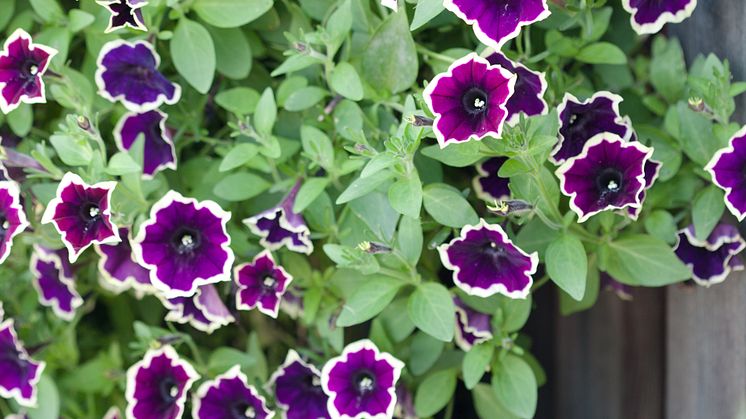 När gav du senast din mamma en blomma?