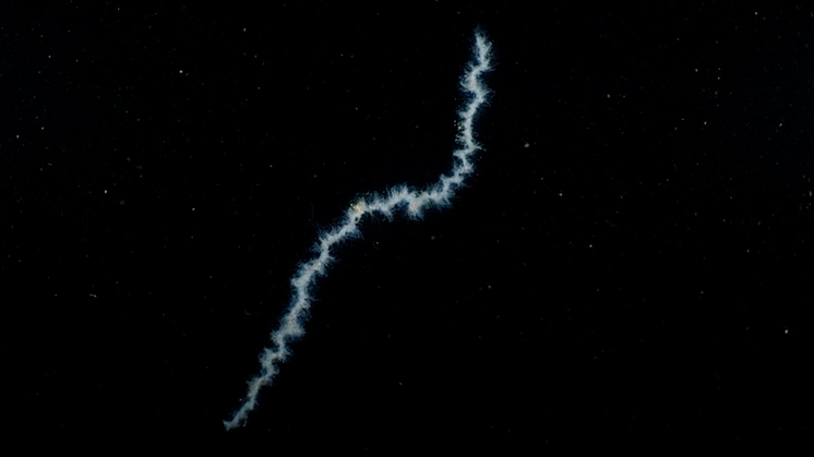 Skärmavbild 2024-11-13 kl. 09.49.37.png