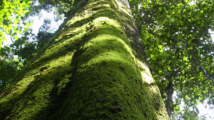 Amazonas