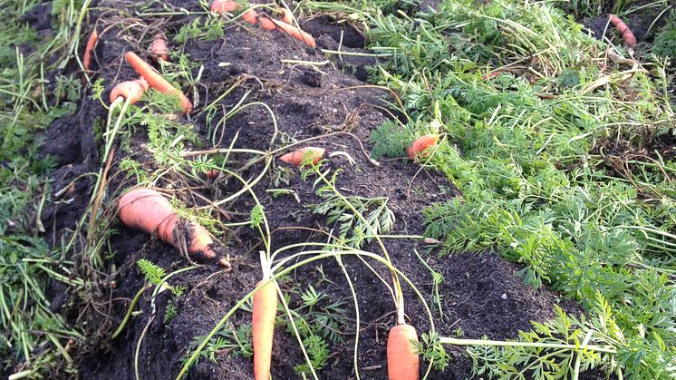 En konsumentundersökning visar att merparten av konsumenterna kan tänka sig att köpa potatis, frukt och grönsaker med mindre skönhetsfel, avvikande skal och form. Foto: Marie Olsson.
