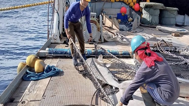 RS17919_Crew releasing shark in PNG FIA tuna fishery