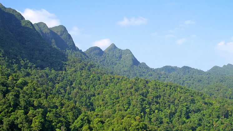 Regnskog på Borneo