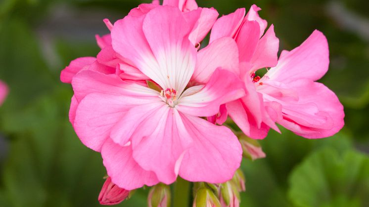 ´Maria Dangel´ - Pelargonen med en över 150 år gammal, dokumenterad historia