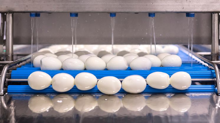 STJERNEÆG A/S TAR NORDIC EGG UNDER SINA VINGAR
