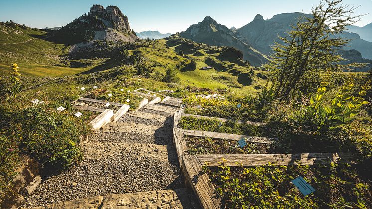 Botanische Alpengarten Schynige Platte