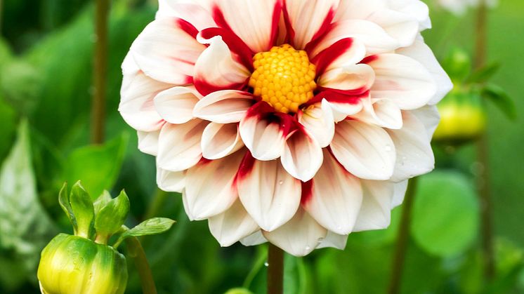 Dahlia Fire and Ice.jpg