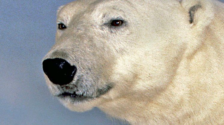 Storskalig kartläggning av dna visar hur isbjörnen anpassats till ett liv i Arktis