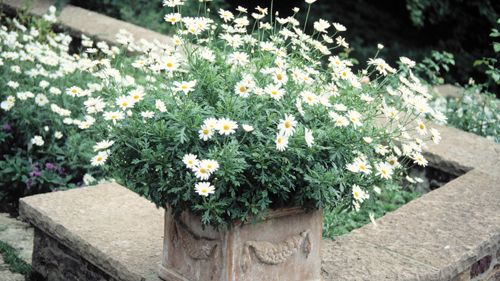 Sofieromargerit – en blommande trädgårdshistoria