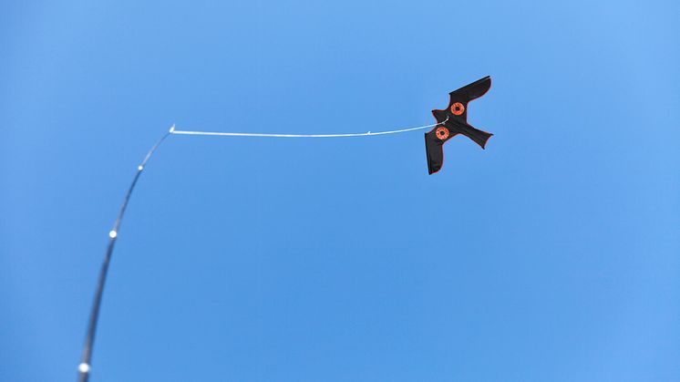 Blackbird_sky.jpg