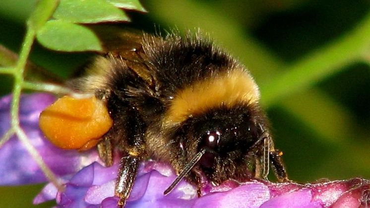Jordhumle i arbeid. Her får du tips til hvordan du kan legge til rette for humlene og andre insekter. Foto: Tor Bollingmo.