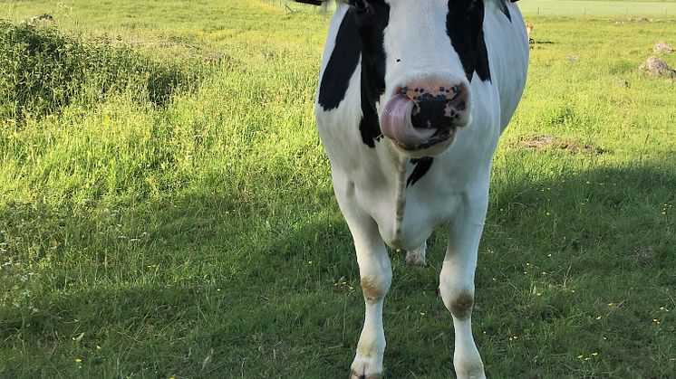 Kossan Rosa hälsar från sitt sommarbete.