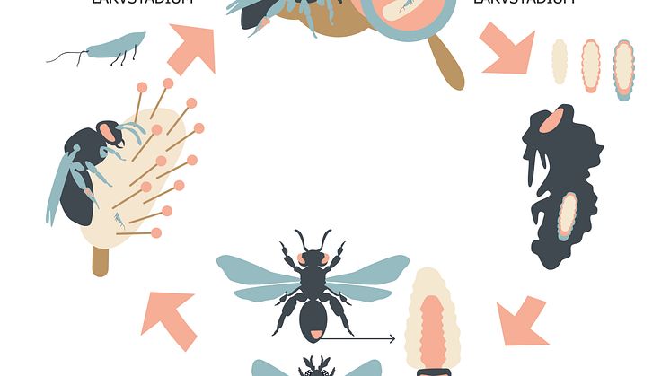 Vridvingarnas livscykel Illustration Meri Lähteenaro