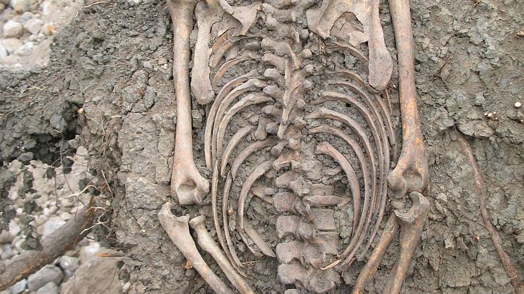 Skelett från vuxen man begravd i Sigtuna på 1000-talet. Skelettet upptäcktes när arkeologer fällde ett träd på en gammal kyrkogård 2008. 