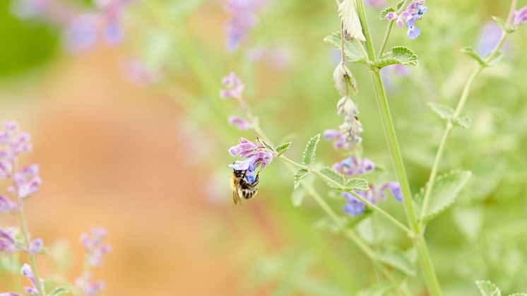Floragard_Biene