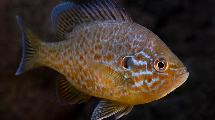 Solabborre, på latin Lepomis gibbosus