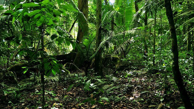Amazonas