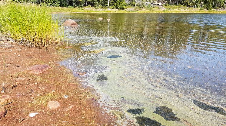 Algblomningen vid Ulvön. Cyanobakterierna Dolichospermum sp. och Nodularia spumigena. Foto: Kristina Viklund/lst Norrbotten.
