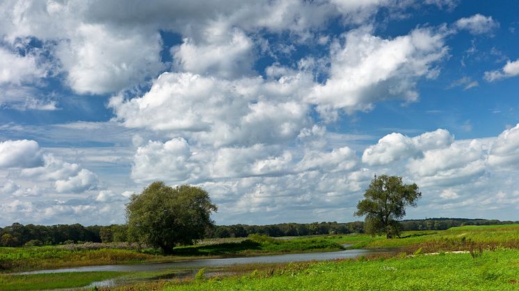 Natur pur kann man in den Elbauen bei Lenzen in der Prignitz erleben. Foto:TMB-Fotoarchiv/Yorck Maecke.  