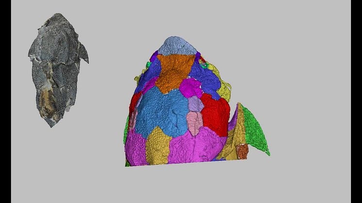 Computed microtomography