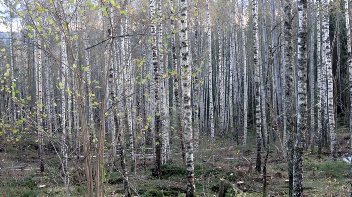 Grandominerad blandskog omvandlas till lövskog