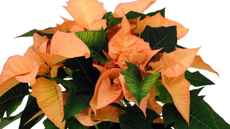 Lucka nr 2 - Kanelfärgad Julstjärna i en Blomstrande Julkalender