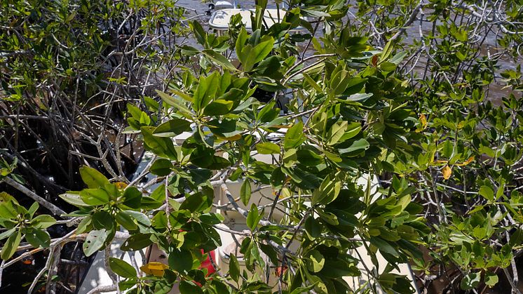 Hi-res image - ACR Electronics - Frank Boyar's flats skiff suspended in the mangroves