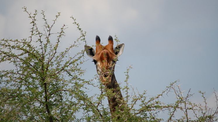 Giraff Sydafrika